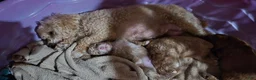 Toy Poodle dogs for sale: Leo - Ad 6