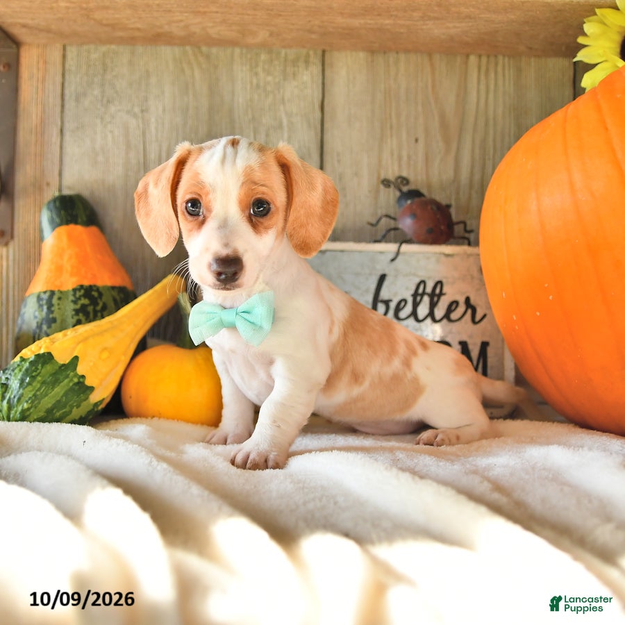 Dachshund dogs Titus - Ad 2