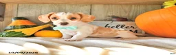 Dachshund dogs for sale: Titus - Ad 2
