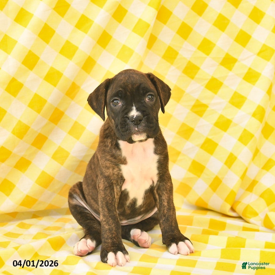 Boxer dogs for sale: Janelle  - Ad 2