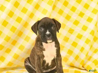 Boxer dogs for sale: Janelle - Ad 2