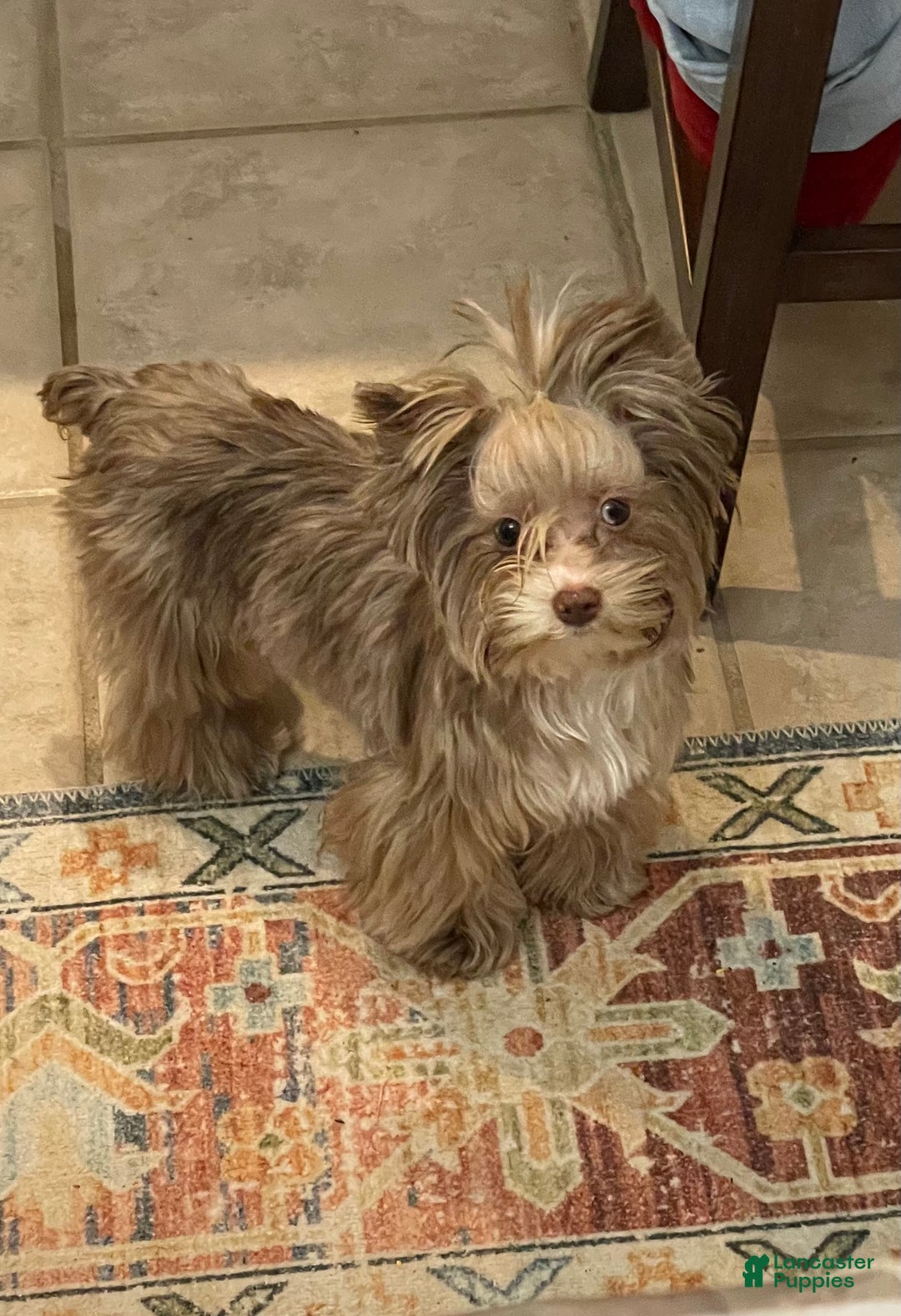 Yorkshire Terrier dogs for sale: KB Chocolate Yorkie - Ad 11