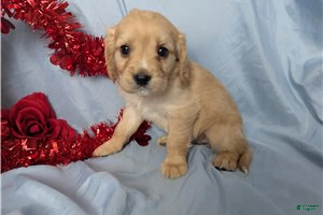 Mixed Breed dogs for sale: Bailey - Ad 3