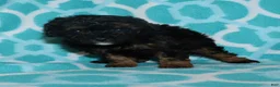 Miniature Poodle dogs for sale: Harlee’s phantom male - Ad 17