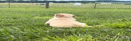 Golden Retriever dogs for sale: Dolly - Ad 3