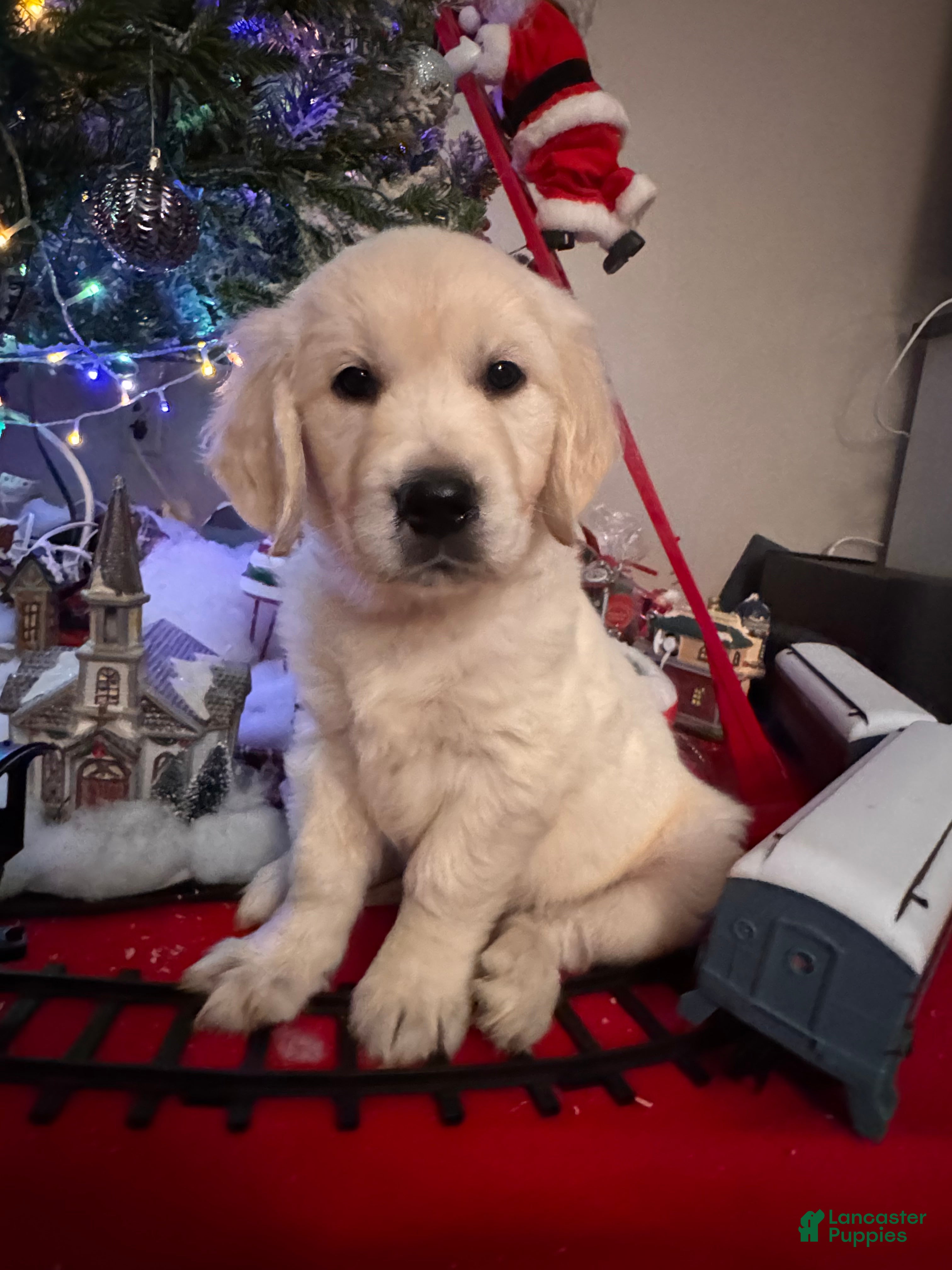 Golden Retriever dogs Golden Retriever Puppy 4 - Ad 1