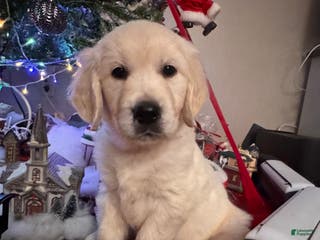 Golden Retriever dogs Golden Retriever Puppy 4 - Ad 9