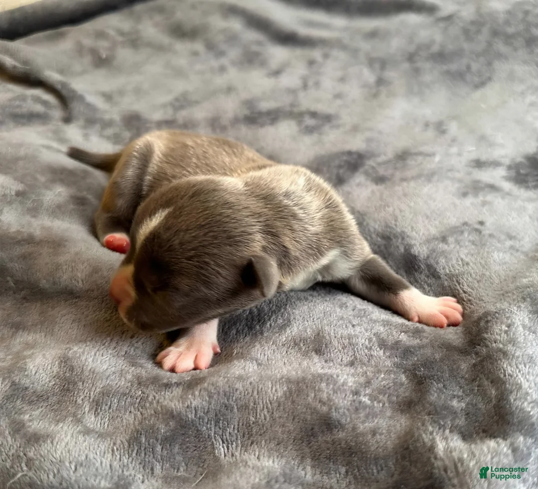 American Bully dogs for sale: "ICE CUBE" - Ad 16