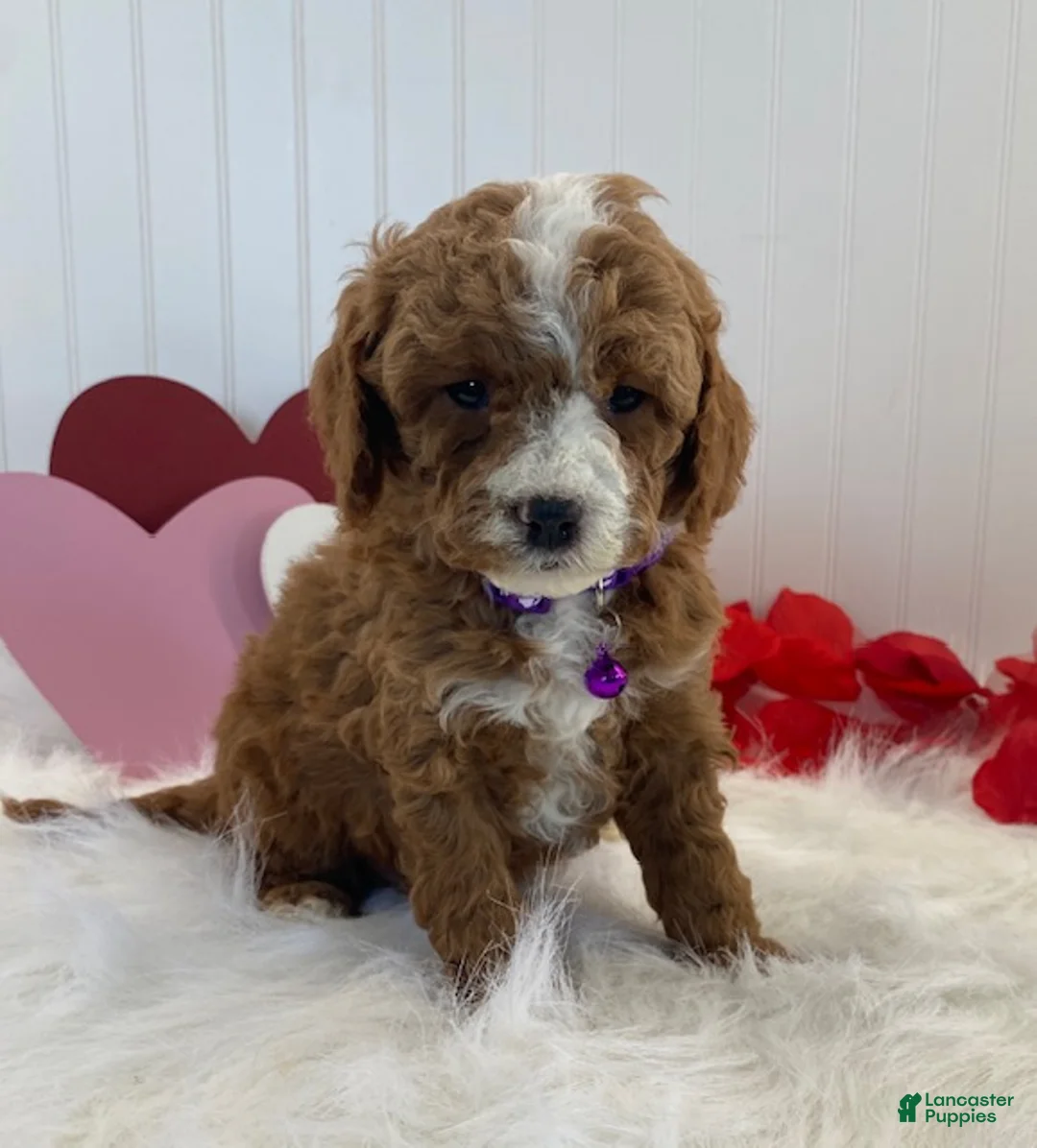 Cavapoo dogs for sale: Duncan - Ad 1