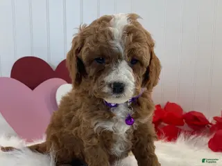 Cavapoo dogs Duncan - Ad 25