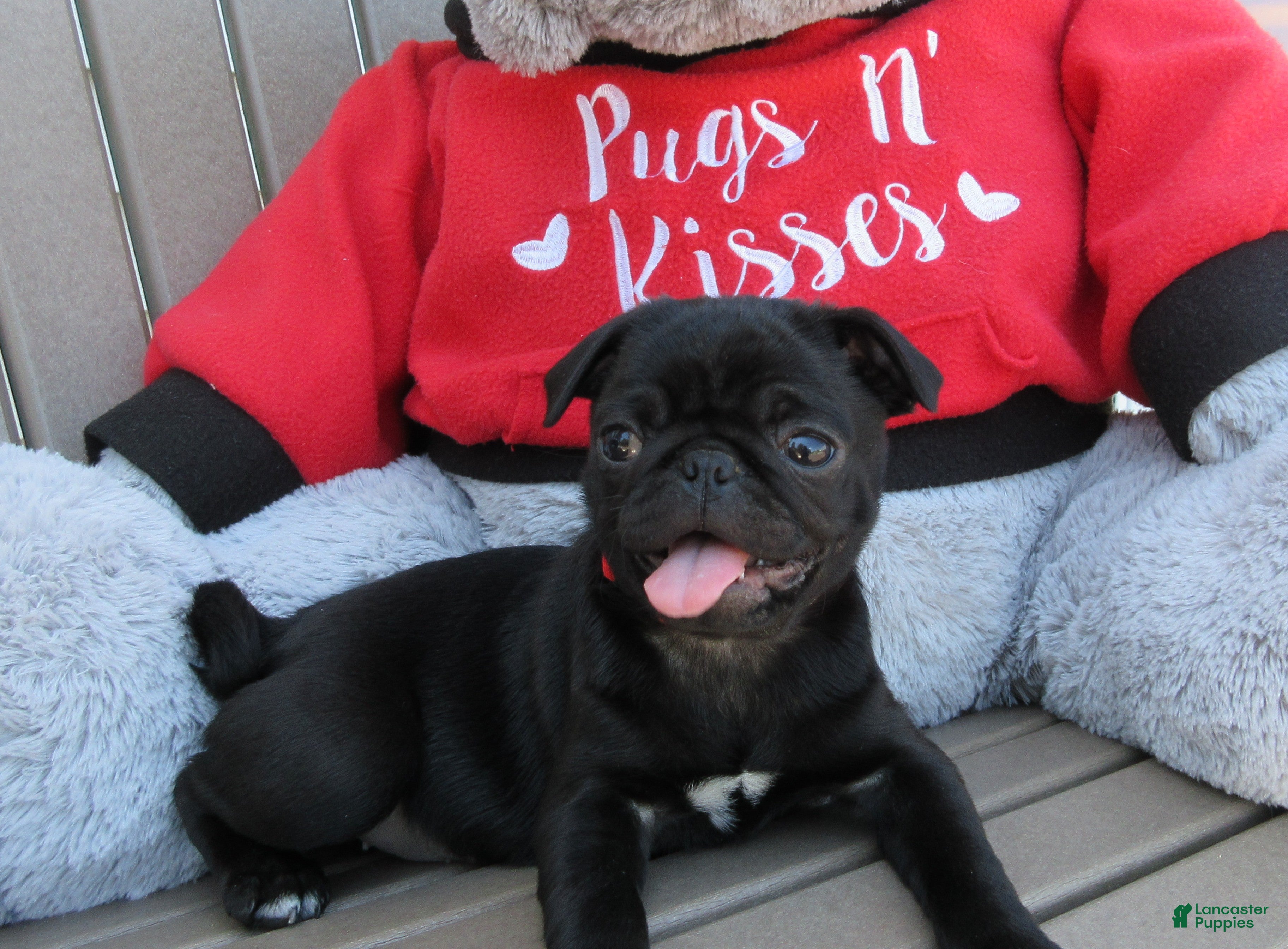 Pug dogs Roxie - Ad 1