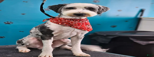 Roo