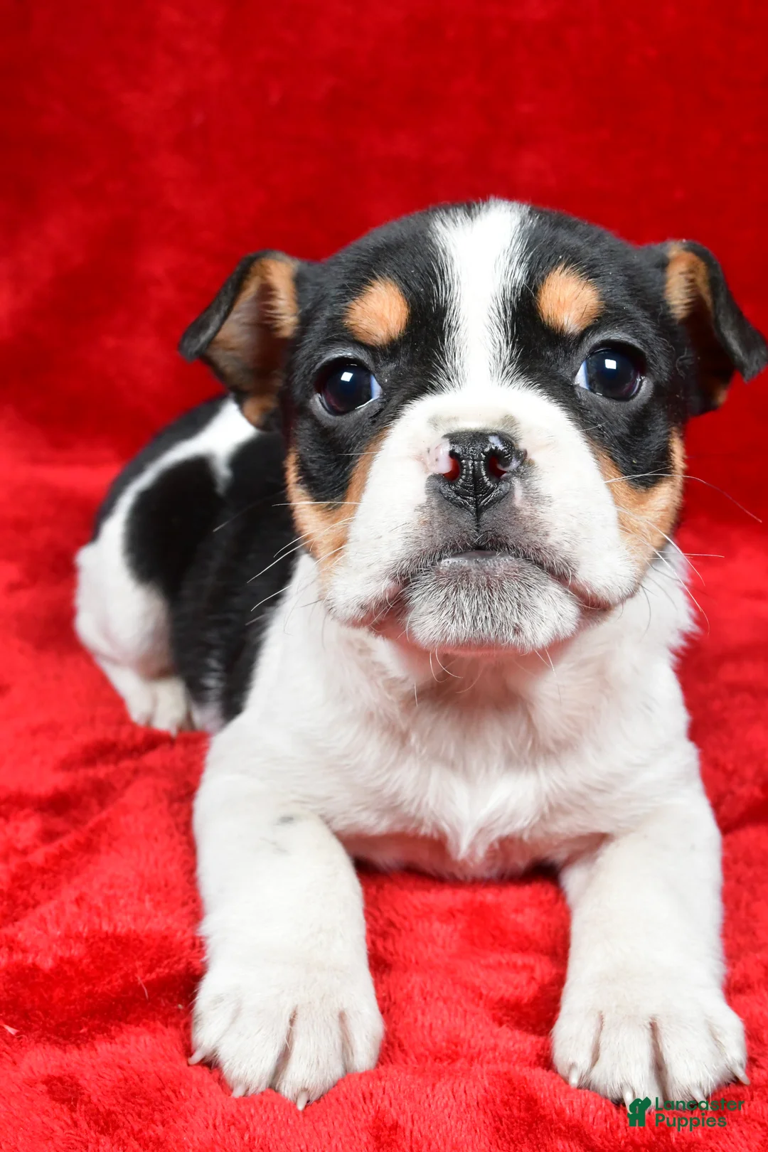 Beabull dogs for sale: Roxy - Ad 4