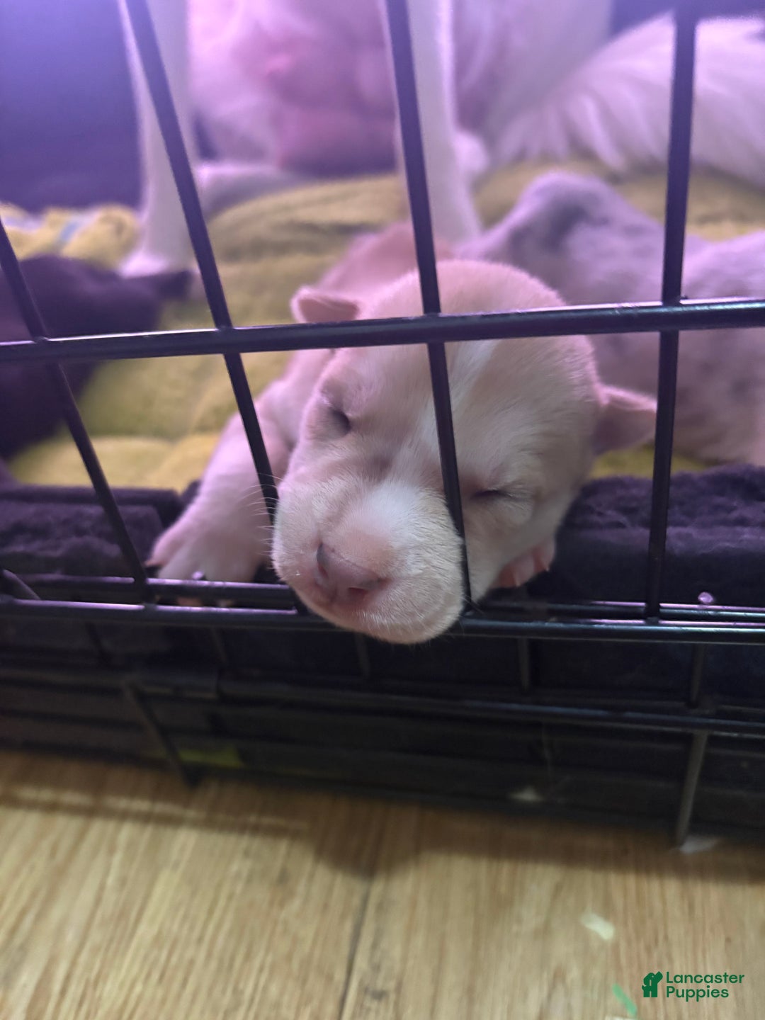 Mixed Breed dogs for sale: Junior - Faux / Fawn Merle - Ad 1