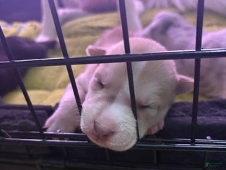 Mixed Breed dogs Junior - Faux / Fawn Merle - Ad 33