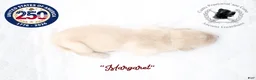 Cane Corso dogs for sale: "Margaret" - Ad 3