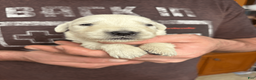 Golden Retriever dogs for sale: Golden Retriever Puppy 1 - Ad 22