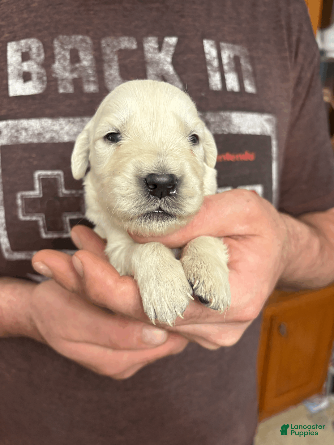 Golden Retriever dogs for sale: Golden Retriever Puppy 1 - Ad 22