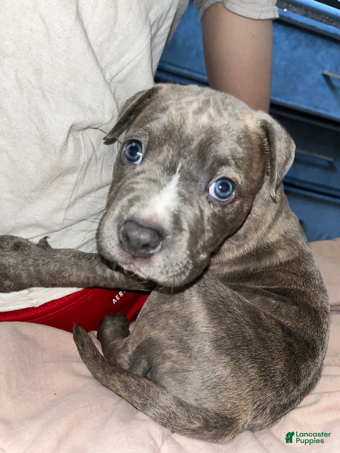 American Bully dogs for sale: Sosa - Ad 2