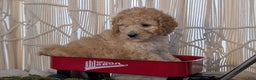 Cavapoo dogs for sale: Azzi - Ad 6