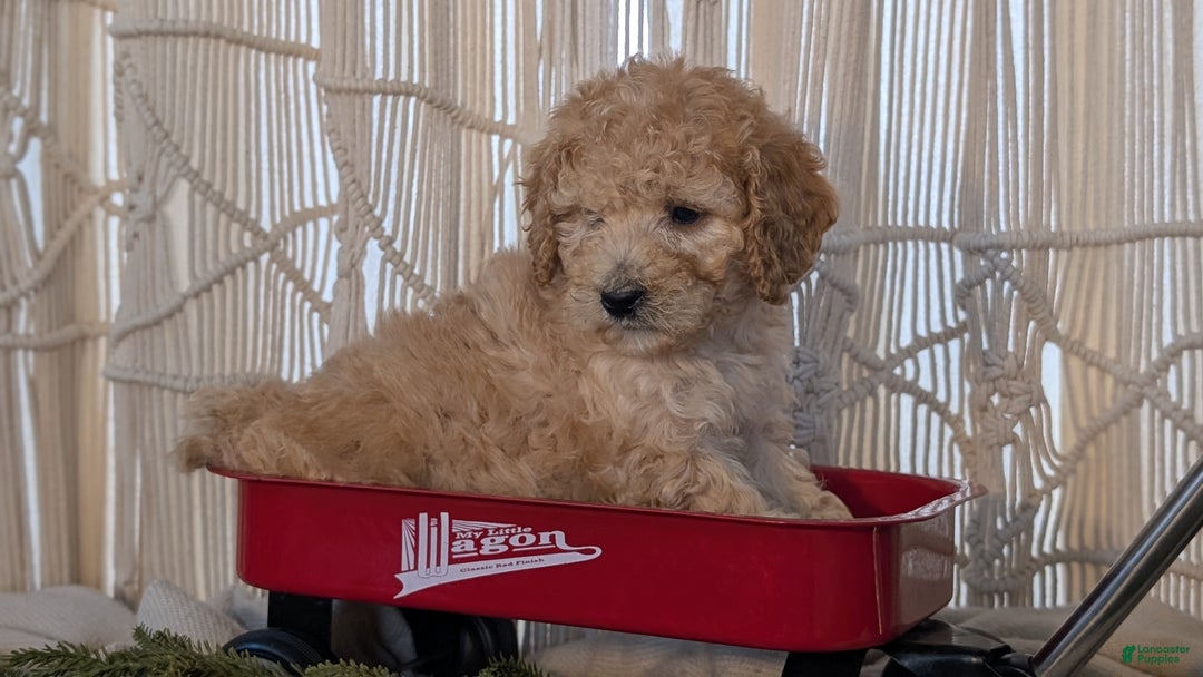 Cavapoo dogs for sale: Azzi - Ad 6