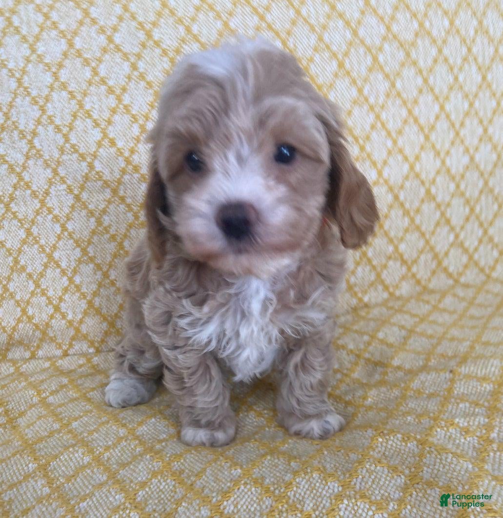 Maltipoo dogs Yoland - Ad 1