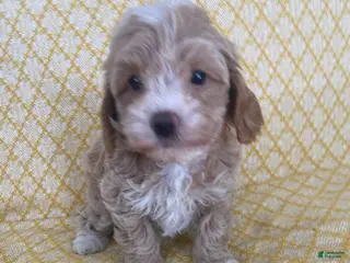 Maltipoo dogs Yoland - Ad 20