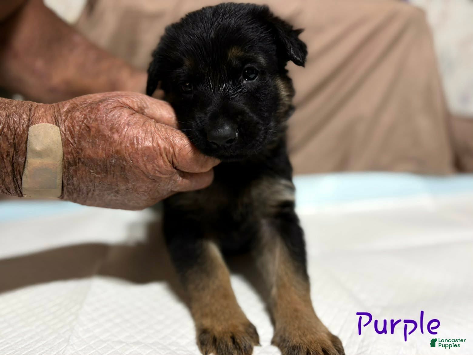 German Shepherd dogs Purple Collar Male - Ad 39