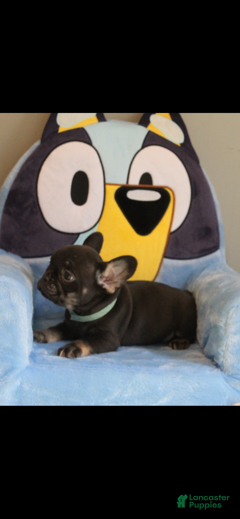 French Bulldog dogs French Bulldog Puppy 5 - Ad 1