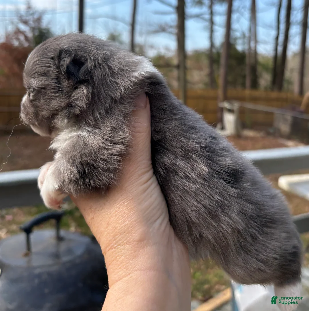 Pomeranian dogs for sale: Pomeranian Puppy 1 - Ad 2