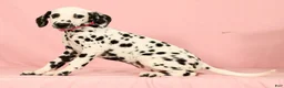 Dalmatian dogs for sale: Tulip - Ad 5