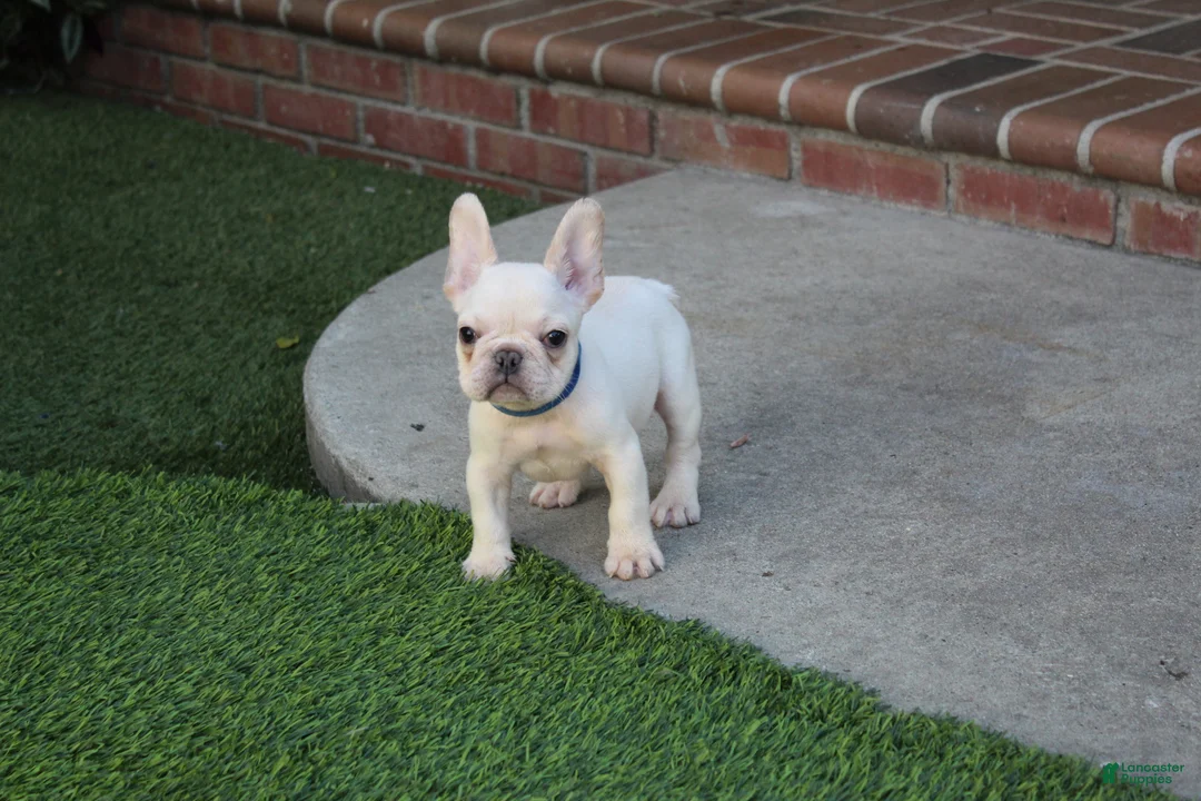French Bulldog dogs for sale: Blanco French Bulldog  - Ad 2