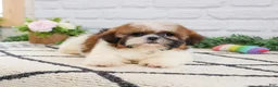 Shih Tzu dogs for sale: Flower  - Ad 6