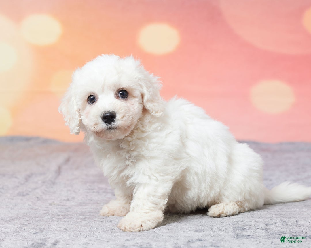 Bichon Frise dogs for sale: Bichon Frise Puppy 1 - Ad 2