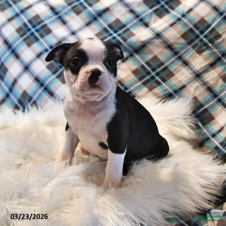 Boston Terrier dogs Rio - Ad 2