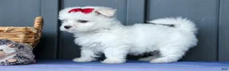 Maltese dogs for sale: OSCAR - Ad 17