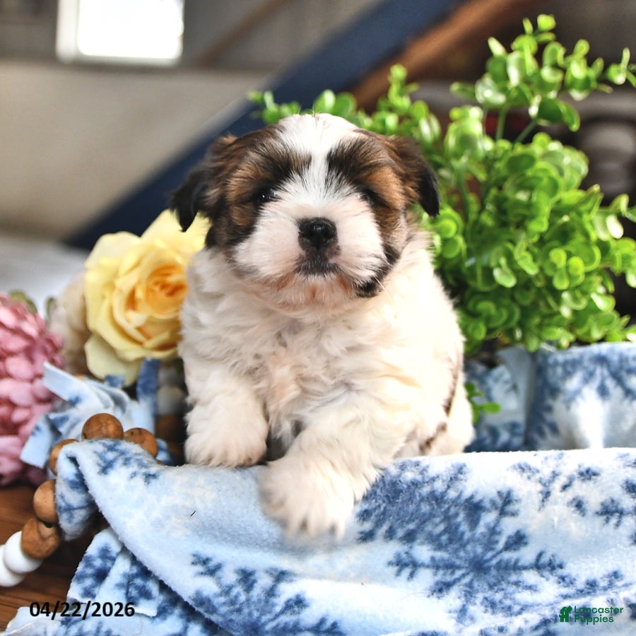 Shorkie dogs Jolita - Ad 1