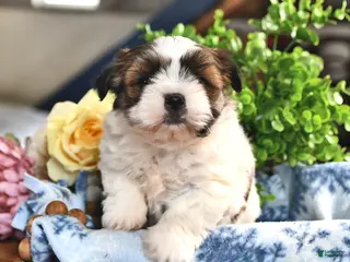 Shorkie dogs for sale: Jolita - Ad 3