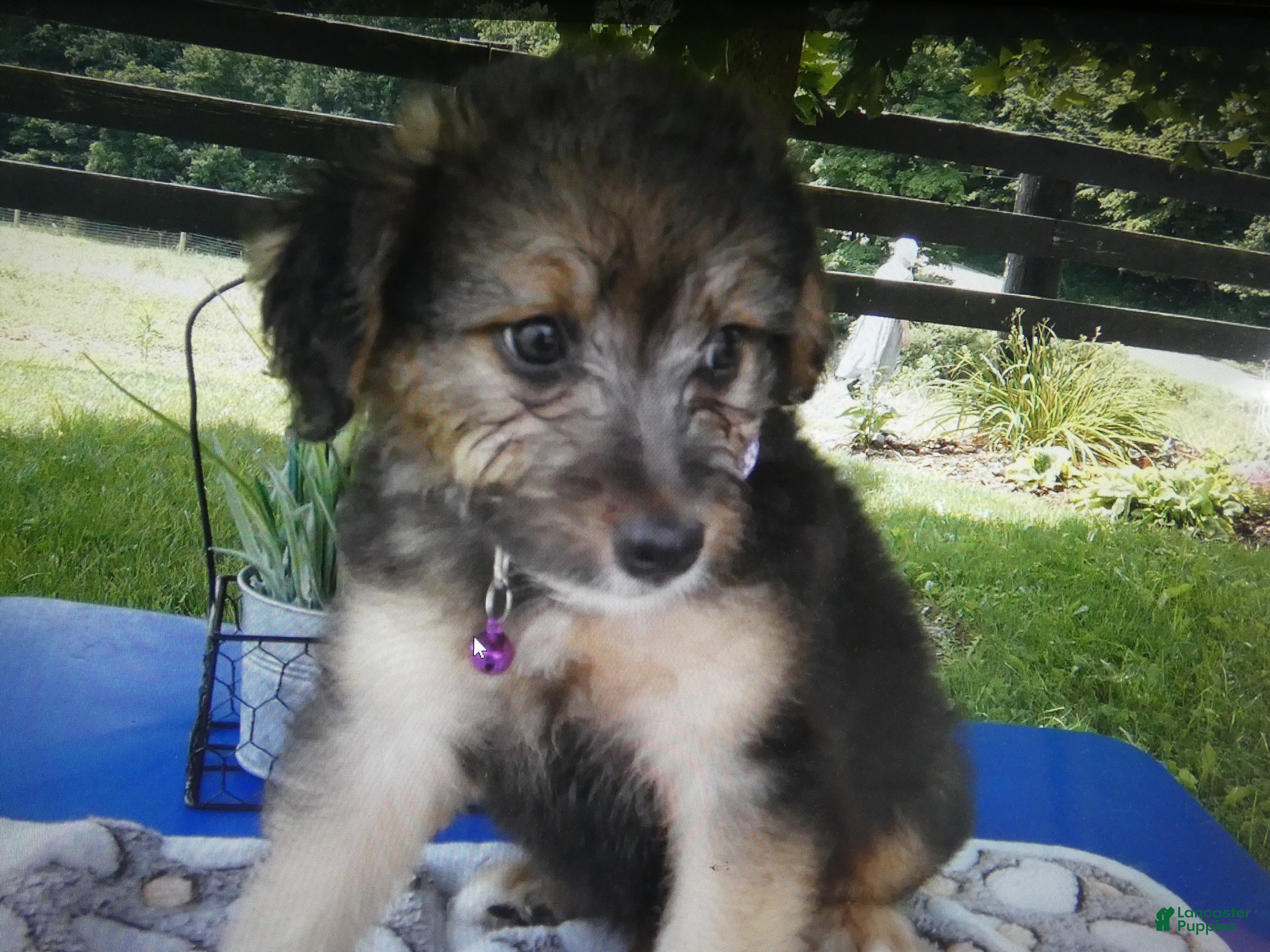 Mini Aussiedoodle dogs Mini Aussiedoodle 4 Drew - Ad 38