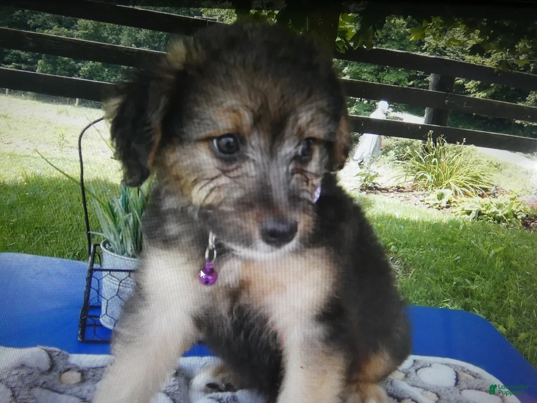 Mini Aussiedoodle dogs for sale: Mini Aussiedoodle 4 Drew - Ad 1