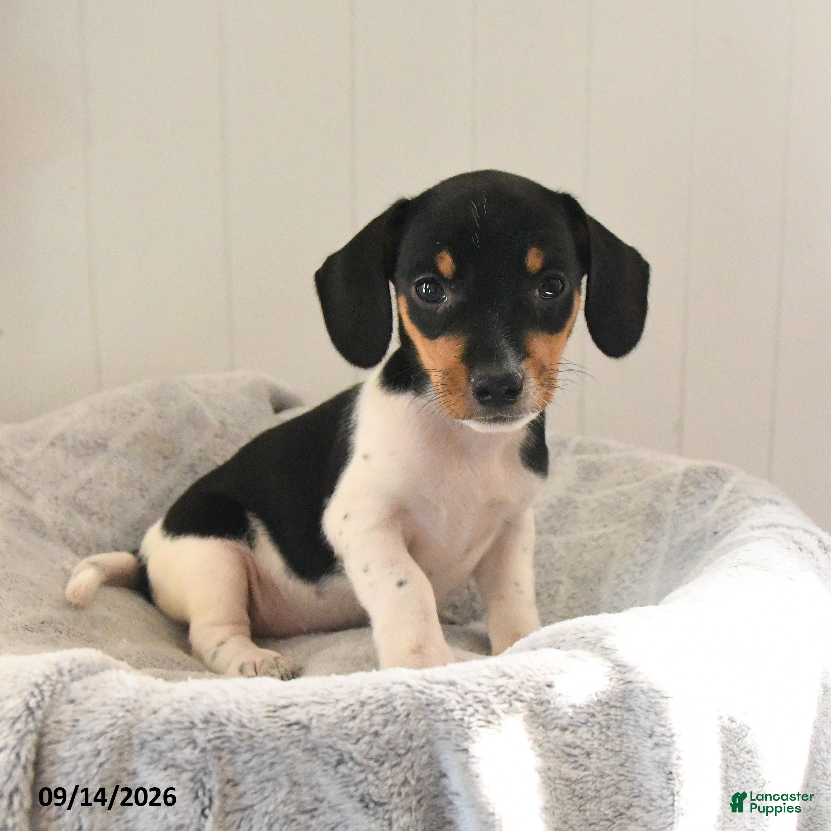 Mixed Breed dogs Rosebud - Ad 2
