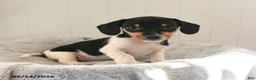Mixed Breed dogs for sale: Rosebud - Ad 2
