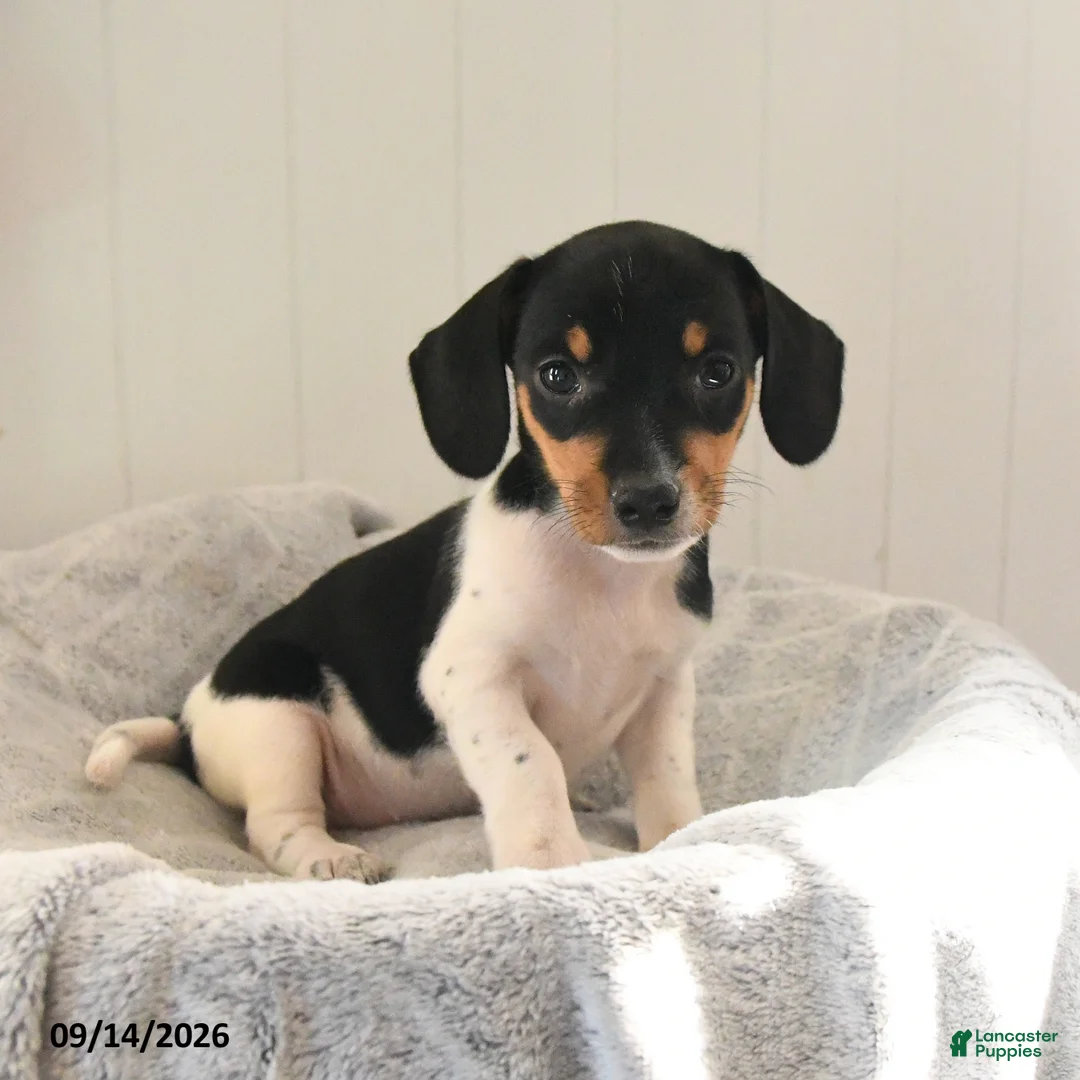 Mixed Breed dogs for sale: Rosebud - Ad 2
