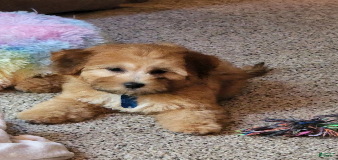 Gallery Image {{count}}