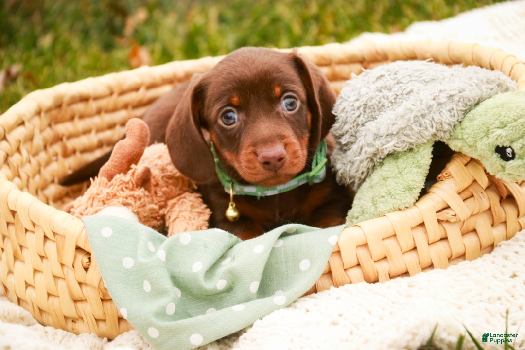 Miniature Dachshund dogs for sale: Andy - Ad 3