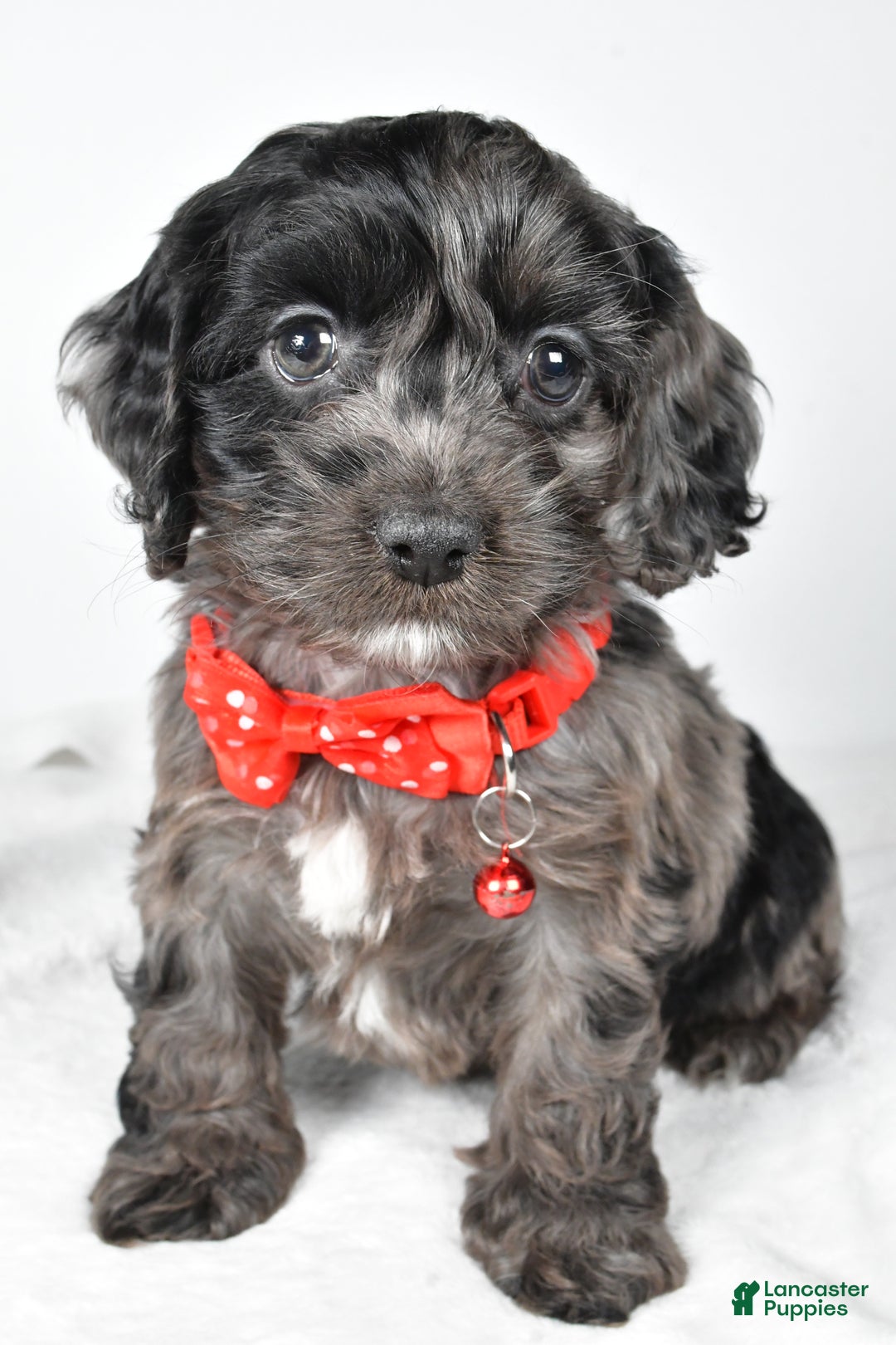 Cockapoo dogs for sale: Austin - Ad 6