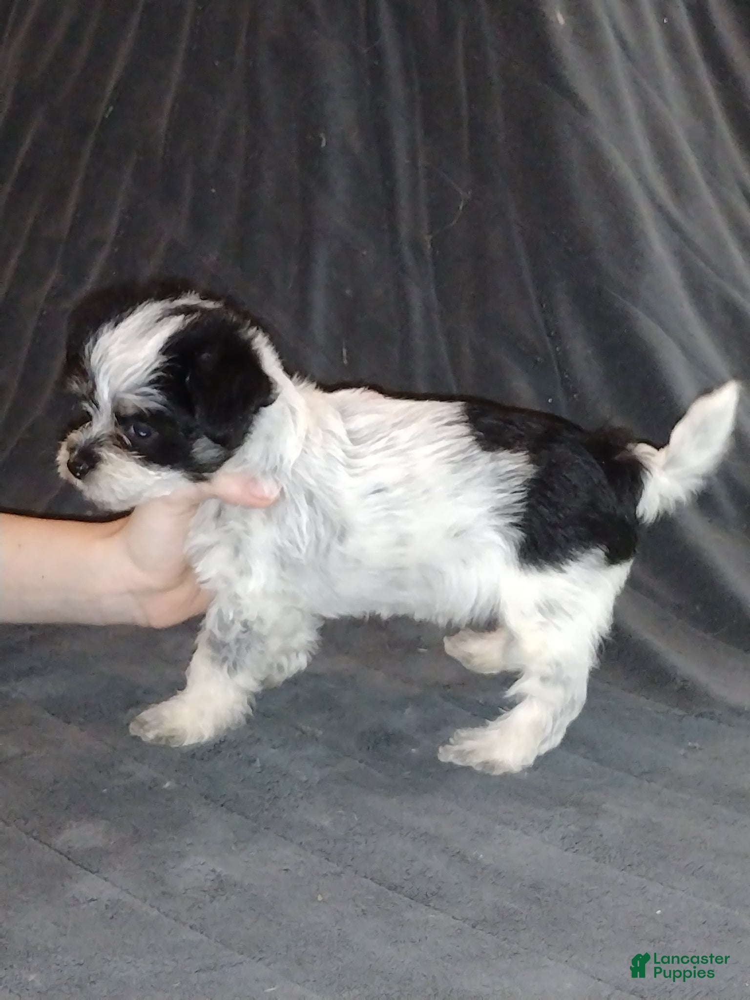 Mixed Breed dogs Bella - Ad 23