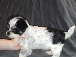 Mixed Breed dogs Bella - Ad 23
