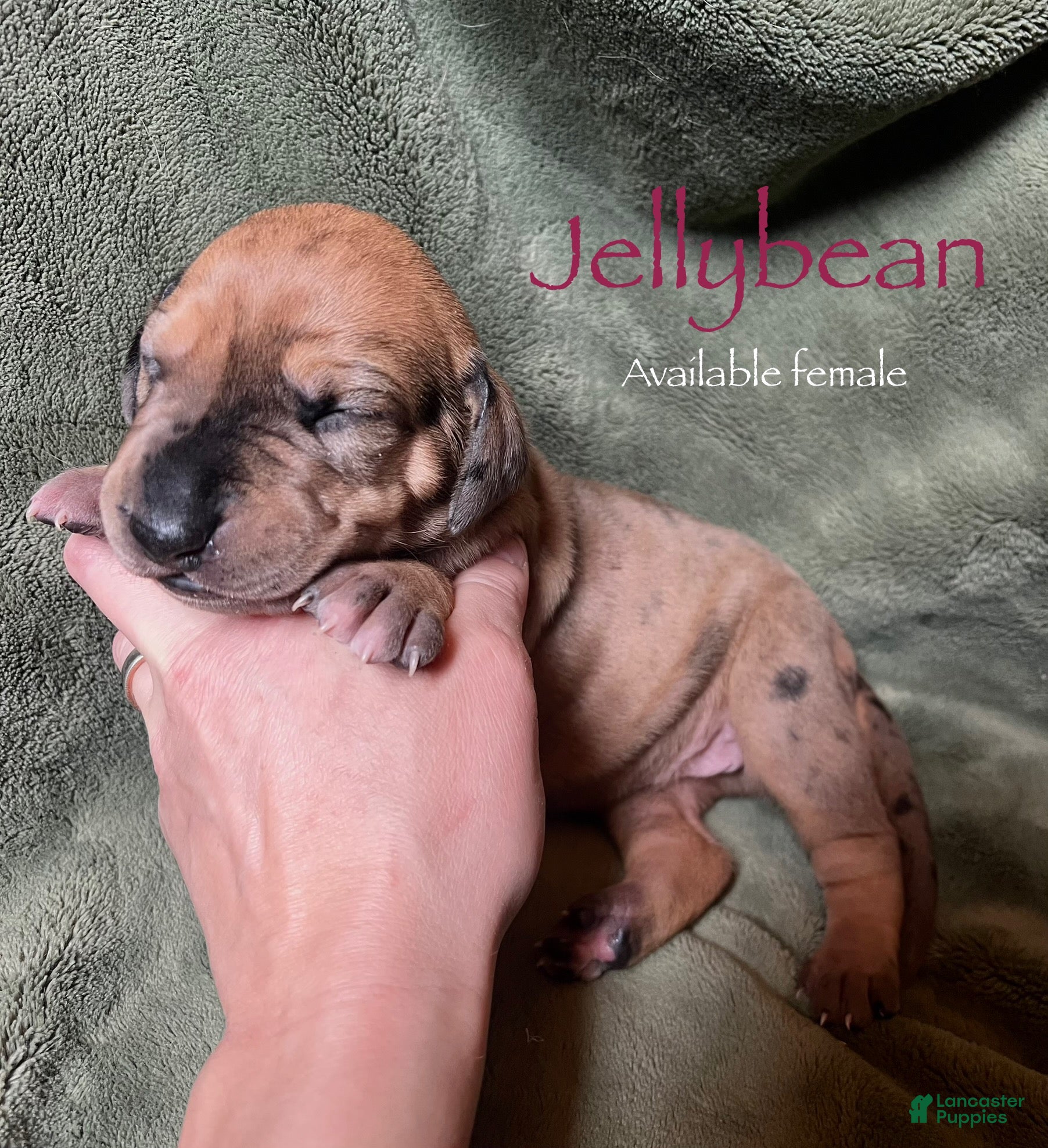 Great Dane dogs Jellybean - Ad 9