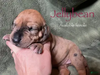 Great Dane dogs Jellybean - Ad 9